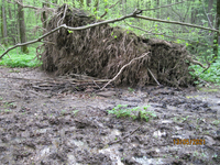 После длительного дождя земля размокла и сильный ветер повалил дерево