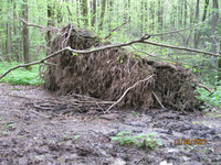 После длительного дождя земля размокла и сильный ветер повалил дерево