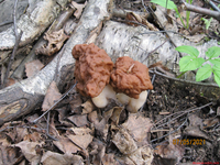 Условно съедобные грибы под названием Строчки. Я не рискнул их есть!