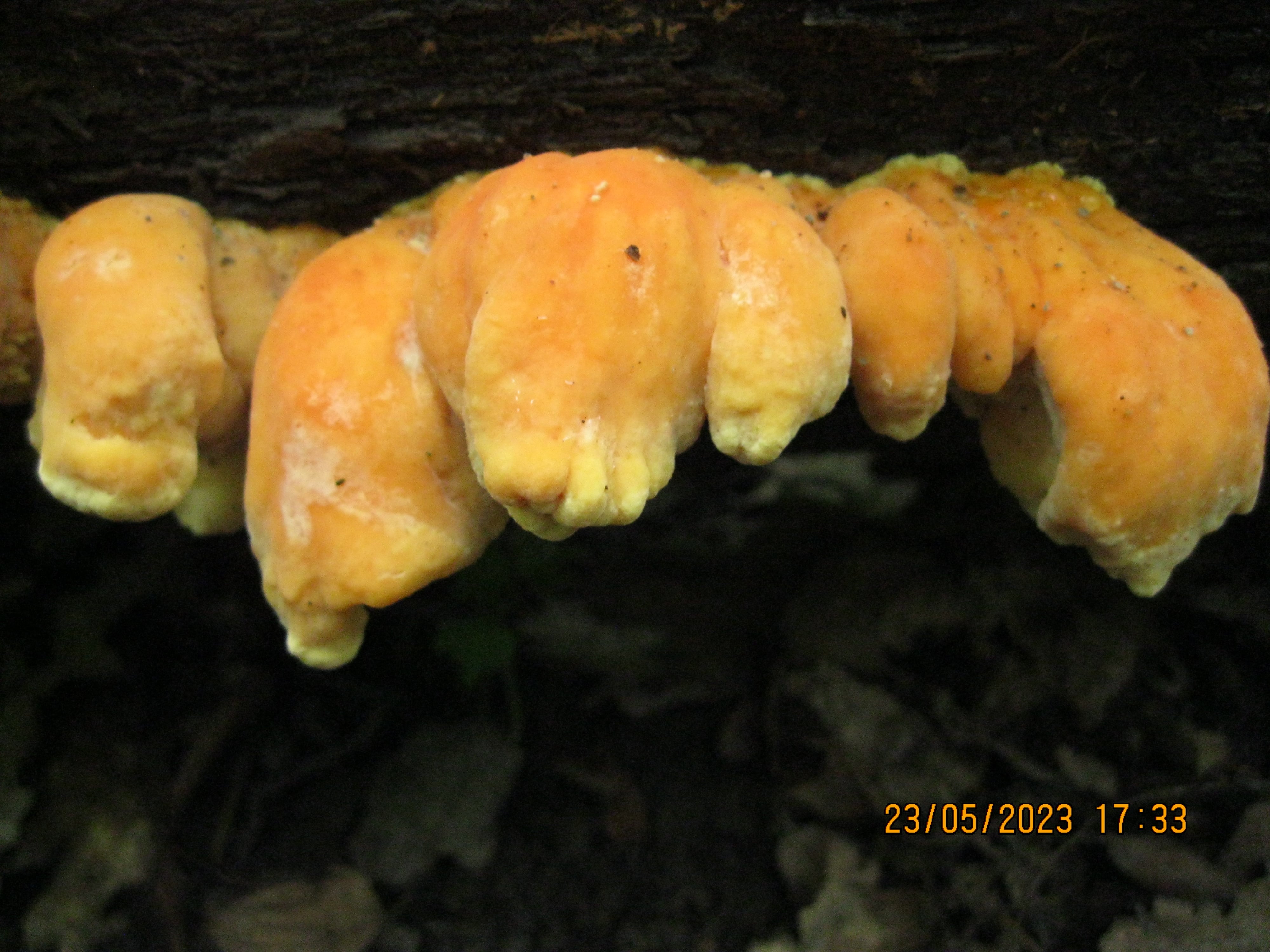 Трутовик серно-желтый весенний съедобный гриб из московского леса. Laetiporus sulphureus