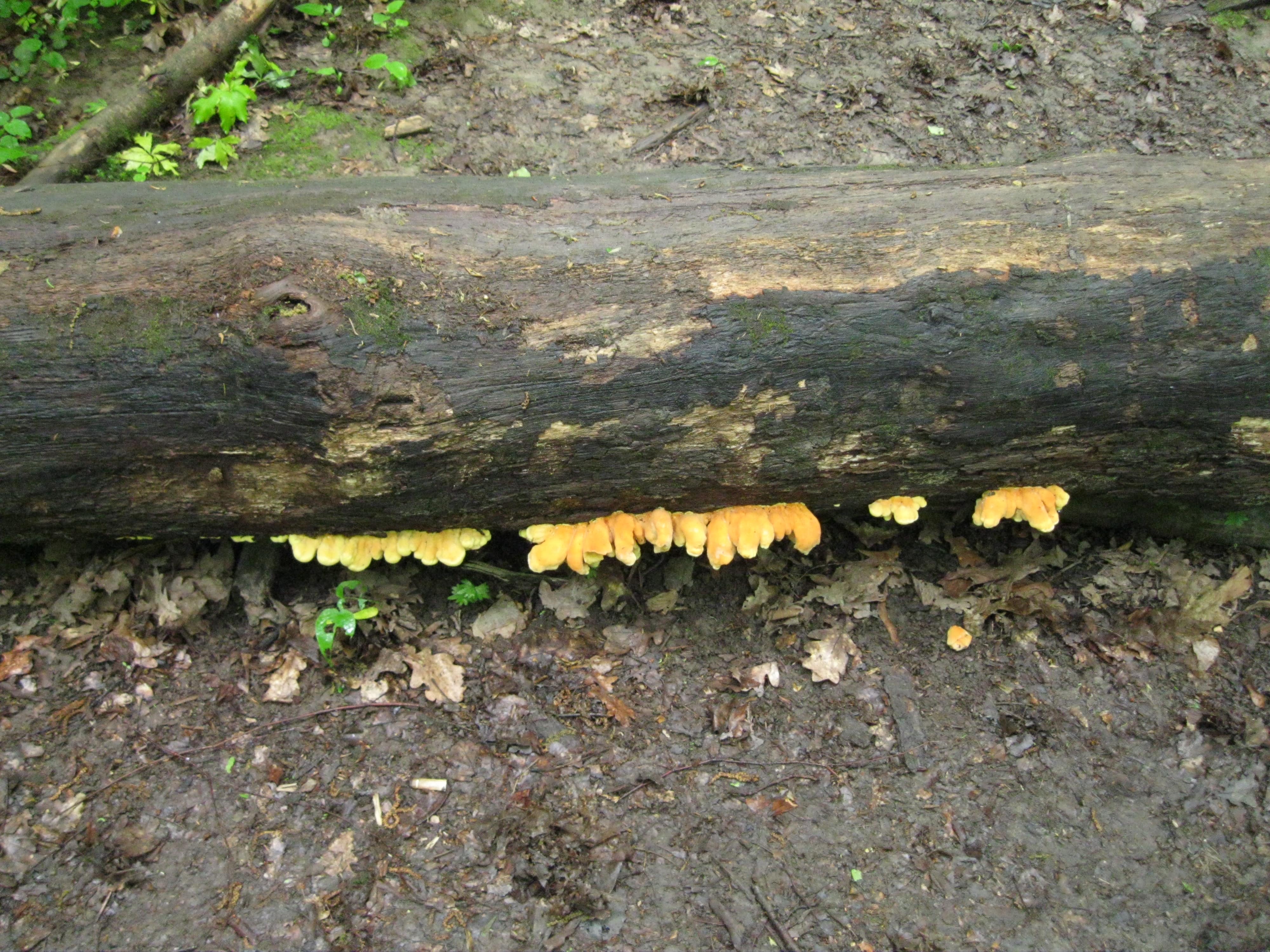 Трутовик серно-желтый весенний съедобный гриб из московского леса. Laetiporus sulphureus