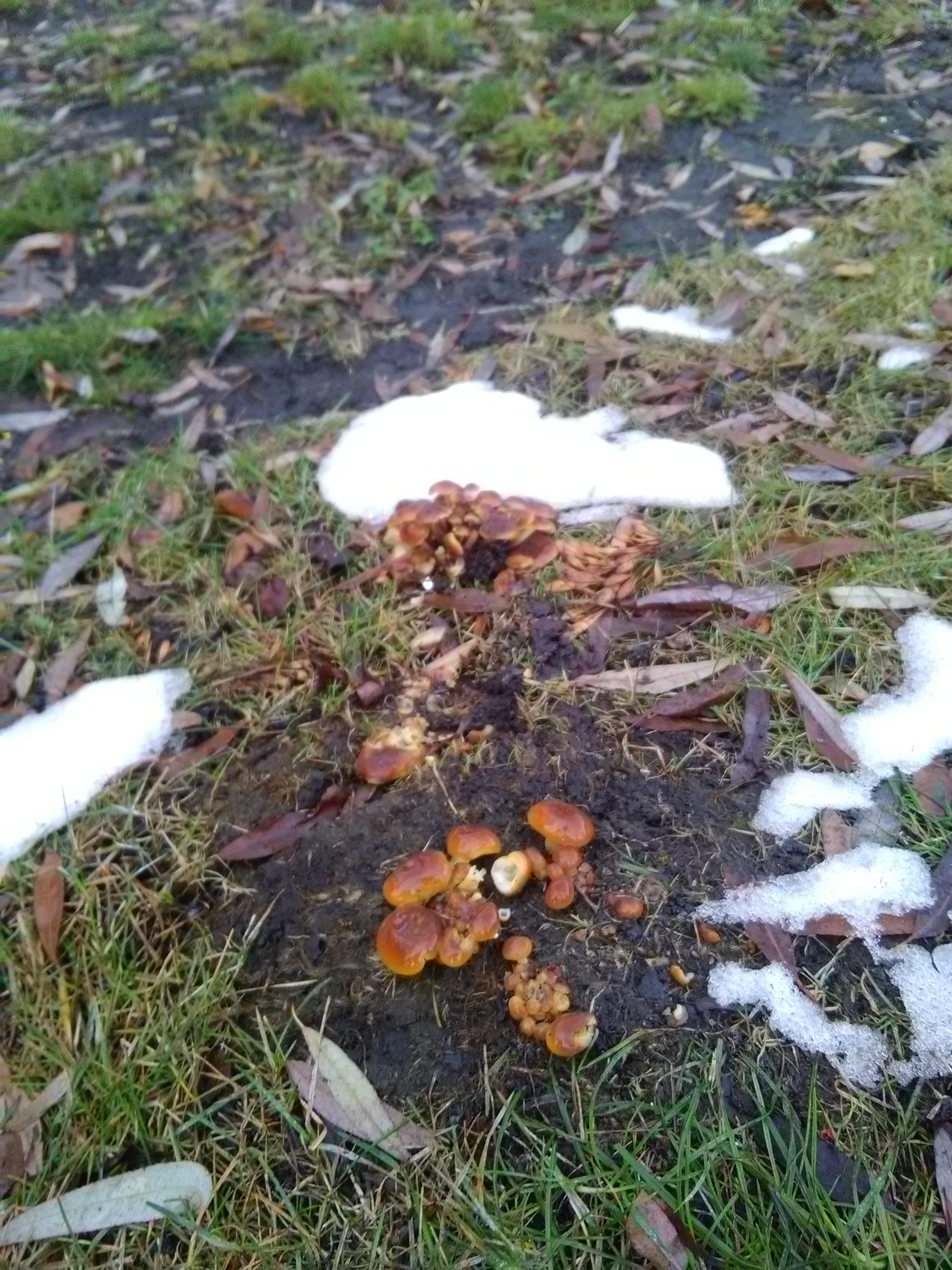 Осенние грибы подснежники